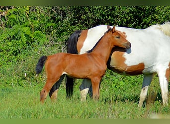 Zangersheider, Mare, Foal (08/2026), 16.2 hh, Brown