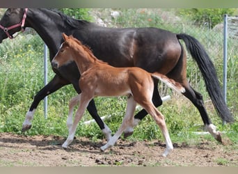 Zangersheider, Mare, Foal (05/2026), 16.2 hh, Chestnut-Red