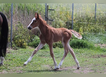 Zangersheider, Mare, Foal (05/2026), 16.2 hh, Chestnut-Red