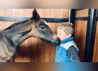 Zangersheider, Mare, Foal (05/2026), 16.2 hh, Chestnut-Red