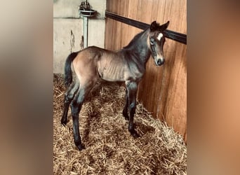 Zangersheider, Mare, Foal (05/2026), 16.2 hh, Chestnut-Red