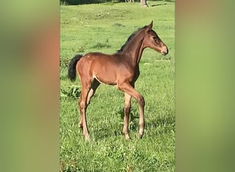 Zangersheider, Mare, Foal (04/2026), 16,1 hh, Bay-Dark