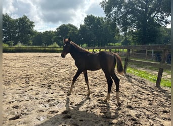 Zangersheider, Mare, Foal (04/2025), 16,1 hh, Brown