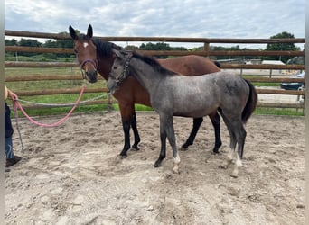Zangersheider, Mare, Foal (03/2025), 16,1 hh, Grey