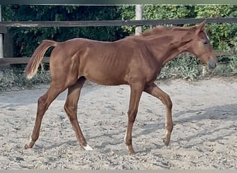 Zangersheider, Mare, Foal (04/2025), 16,2 hh, Chestnut-Red