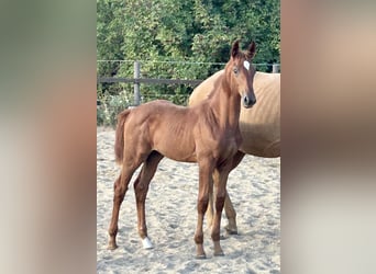 Zangersheider, Mare, Foal (04/2025), 16,2 hh, Chestnut-Red