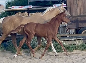 Zangersheider, Mare, Foal (04/2025), 16,2 hh, Chestnut-Red