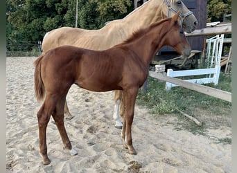 Zangersheider, Mare, Foal (04/2025), 16,2 hh, Chestnut-Red