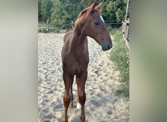 Zangersheider, Mare, Foal (04/2025), 16,2 hh, Chestnut-Red