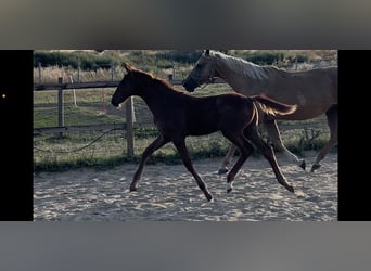 Zangersheider, Mare, Foal (04/2025), 16,2 hh, Chestnut-Red