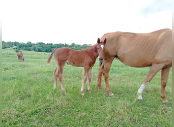 Zangersheider, Mare, , 16,2 hh, Chestnut-Red
