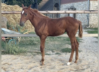 Zangersheider, Mare, Foal (04/2025), 16,2 hh, Chestnut-Red