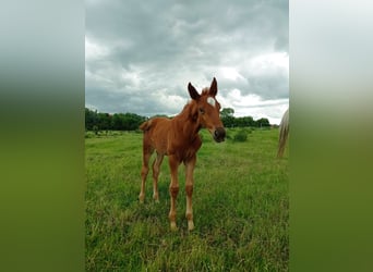 Zangersheider, Mare, , 16,2 hh, Chestnut-Red