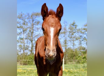 Zangersheider, Mare, , 16,2 hh, Chestnut-Red