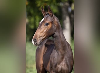 Zangersheider, Mare, Foal (07/2025), Bay-Dark