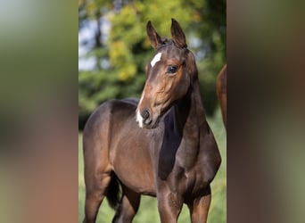 Zangersheider, Mare, Foal (07/2025), Bay-Dark