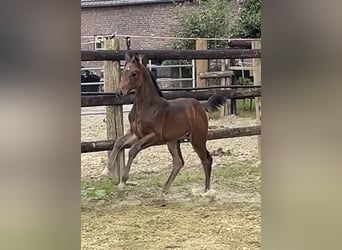 Zangersheider, Mare, Foal (06/2025), Bay-Dark