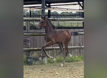 Zangersheider, Mare, Foal (06/2025), Bay-Dark