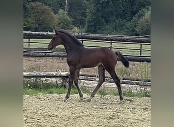 Zangersheider, Mare, Foal (06/2025), Bay-Dark