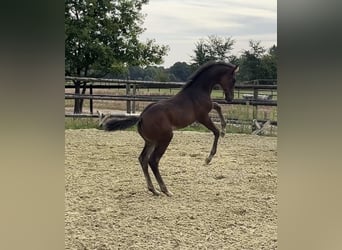Zangersheider, Mare, Foal (06/2025), Bay-Dark