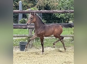 Zangersheider, Mare, Foal (06/2025), Bay-Dark