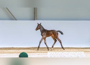 Zangersheider, Mare, Foal (04/2026), Bay-Dark