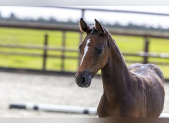 Zangersheider, Mare, Foal (07/2025), Bay-Dark