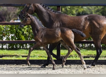 Zangersheider, Mare, Foal (07/2025), Bay-Dark
