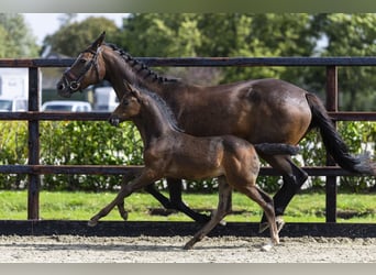 Zangersheider, Mare, Foal (07/2025), Bay-Dark