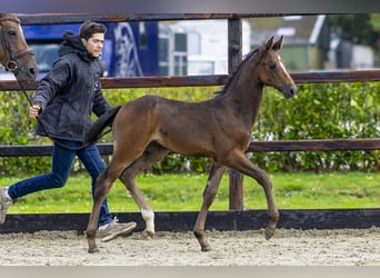 Zangersheider, Mare, Foal (07/2025), Bay-Dark