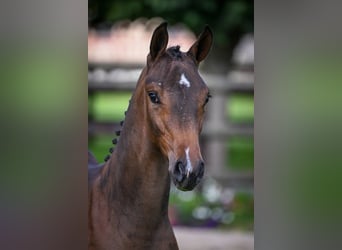 Zangersheider, Mare, Foal (03/2025), Bay-Dark