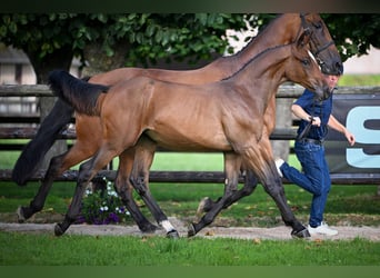 Zangersheider, Mare, Foal (01/2025), Bay-Dark