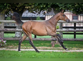 Zangersheider, Mare, Foal (01/2025), Bay-Dark