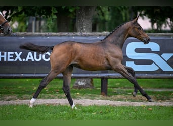 Zangersheider, Mare, Foal (03/2025), Bay-Dark
