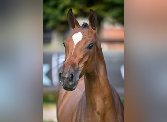 Zangersheider, Mare, Foal (01/2025), Bay-Dark