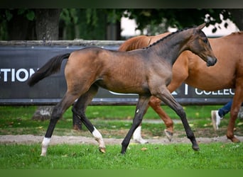 Zangersheider, Mare, Foal (03/2025), Bay-Dark
