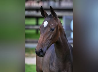 Zangersheider, Mare, Foal (04/2025), Bay-Dark