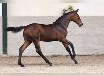 Zangersheider, Mare, Foal (03/2026), Bay
