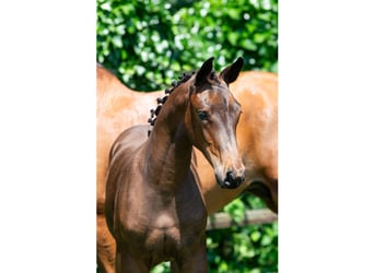 Zangersheider, Mare, Foal (03/2026), Bay