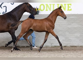 Zangersheider, Mare, Foal (02/2026), Bay