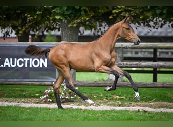 Zangersheider, Mare, Foal (03/2025), Bay