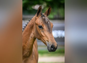 Zangersheider, Mare, Foal (03/2025), Bay