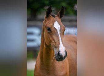 Zangersheider, Mare, Foal (02/2025), Bay