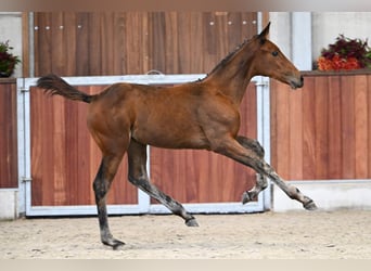 Zangersheider, Mare, Foal (05/2025), Bay