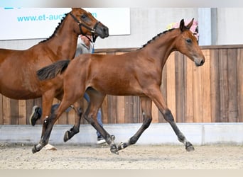 Zangersheider, Mare, Foal (05/2025), Bay