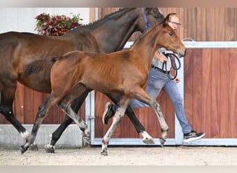 Zangersheider, Mare, Foal (05/2025), Bay