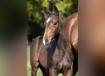 Zangersheider, Mare, Foal (07/2025), Black