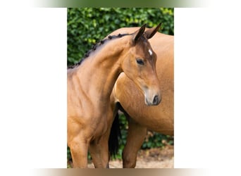 Zangersheider, Mare, Foal (04/2026), Brown-Light