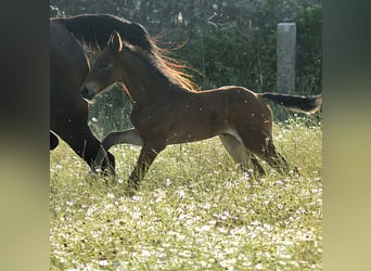 Zangersheider, Mare, , Brown