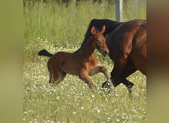 Zangersheider, Mare, , Brown